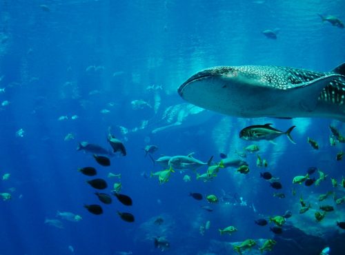 SWIM WITH THE WHALE SHARKS