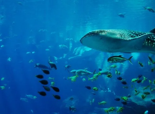 SWIM WITH THE WHALE SHARKS