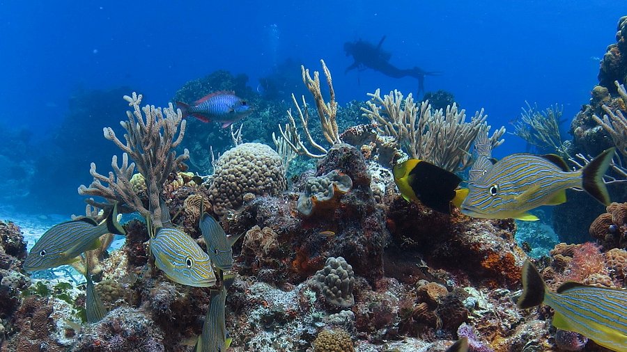  snorkeling in Cozumel | Luxury Yacht Rental Cancun