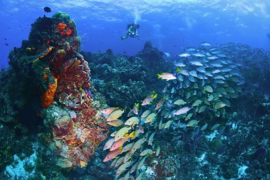  snorkeling in Cozumel | Luxury Yacht Rental Cancun