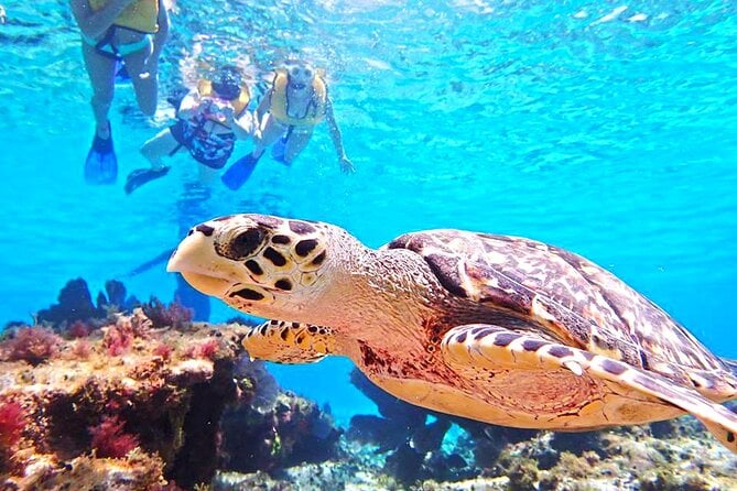 Sky reef - snorkeling in Cozumel | Luxury Yacht Rental Cancun