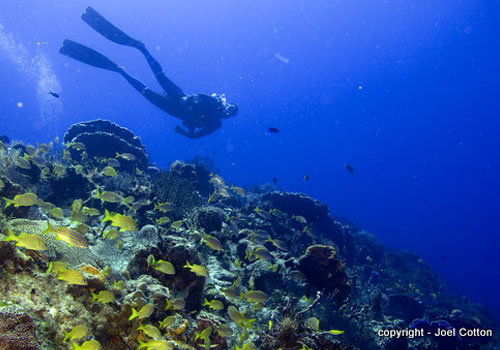  snorkeling in Cozumel | Luxury Yacht Rental Cancun