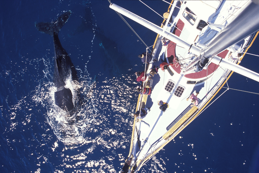Whale Shark Season - Luxury yacht rental Cancun